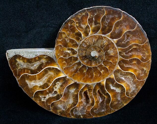 Beautiful Split Ammonite (Half) #5652